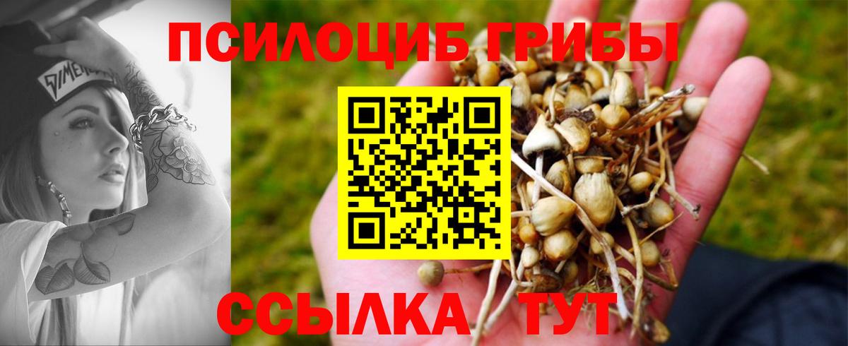Псилоцибиновые грибы Psilocybe Егорьевск